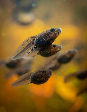 Tiny tadpoles swim in murky, sun-dappled water