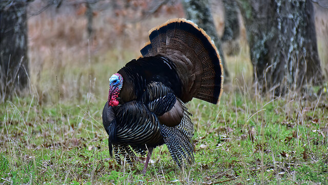 Wild Turkey Male Displaying Feathers in Autumn Forest.