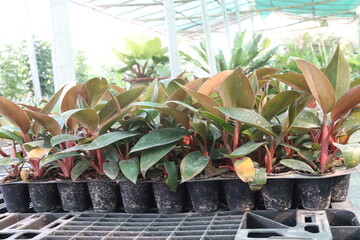 Philodendron Rojo Congo, Philodendron Red Sun leaf plant © CMYK MAKER