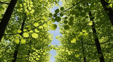 Fototapeta premium Looking up through lush green tree canopy in forest.