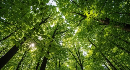 Fototapeta premium Low angle view of lush green forest canopy.