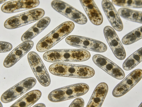 Original Gram-stained photomicrograph of *Capnocytophaga canimorsus*; this bacterium is a Gram-negative fusiform rod and a pathogen associated with dog bites;