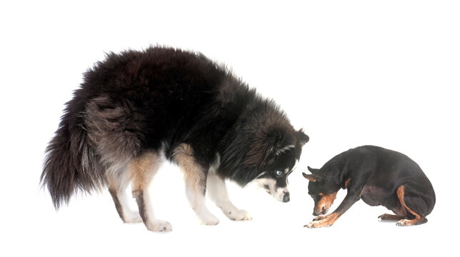 miniature pinscher and pomsky in studio