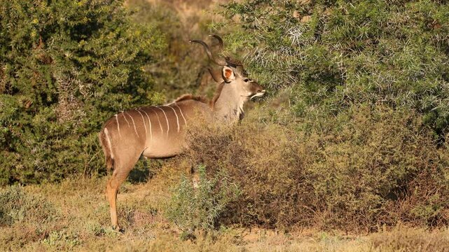 A male kudu antelope (Tragelaphus strepsiceros) feeding on a tree, Mountain Zebra National Park, South Africa