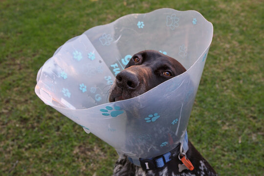 GSP dog wearing recovery cone, also known as pet cone, Elizabethan collar, E collar, buster collar, or pet ruff, to prevent licking, biting, and scratching wounds after veterinary medical surgery