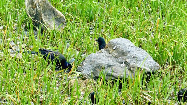 Beautiful flock of common grackles with glossy, iridescent plumage searching for food among tall green grass and rocks on a sunny day