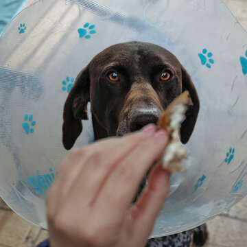 GSP dog wearing recovery cone, also known as pet cone, Elizabethan collar, E collar, buster collar, or pet ruff, to prevent licking, biting, and scratching. Being fed food treat by owner