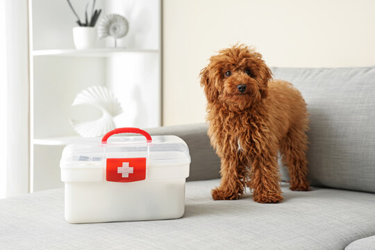 Curly brown dog standing next to pet first aid kit on sofa
