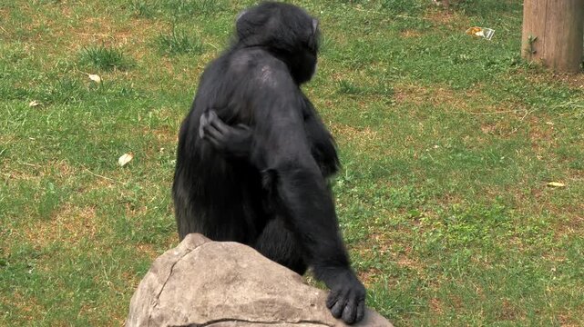 Portrait of young chimpanzee sitting on a rock and scratching himself at zoo