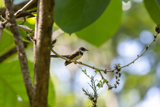 Malaysian Pied Fantails on a Branch