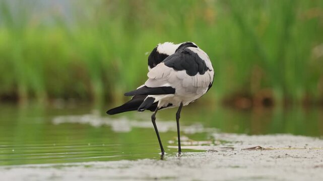 A blacksmith lapwing (Vanellus armatus) preening in natural habitat, South Africa