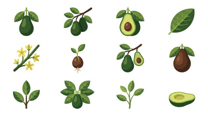 Avocado Plant Growth Stages and Parts Collection. © We