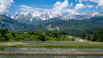 残雪の北アルプスと水田　長野県白馬村　野平 © RATM