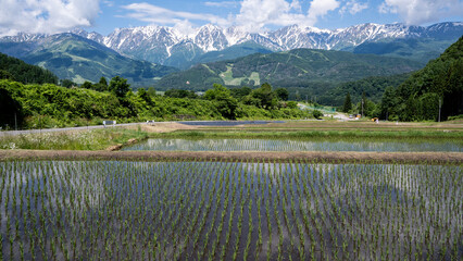 残雪の北アルプスと水田　長野県白馬村　野平 © RATM