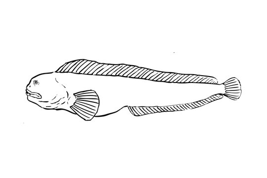 Hand Drawn Atlantic Wolffish Line Art Illustration