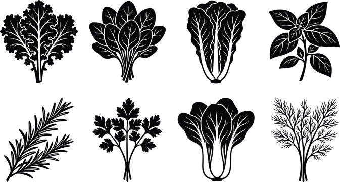 Herbs and Leafy Vegetables Silhouette Vector Set with Culinary and Garden Plant Collection