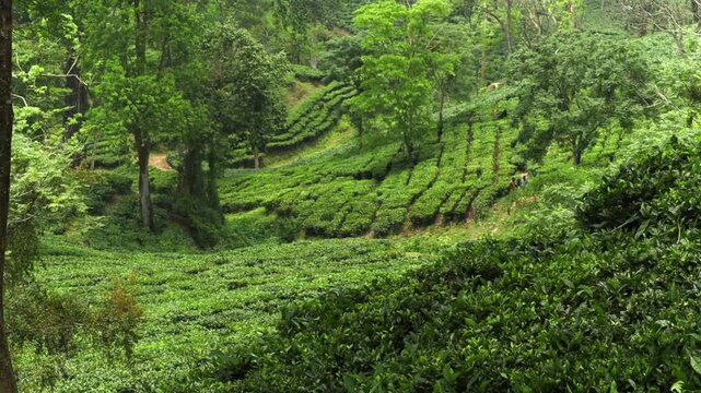 Lush green tea plantation landscape with rolling hills and dense forest 