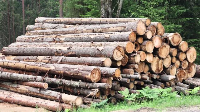 Cut pine logs stacked in forest logging site prepared for transport and wood processing in timber industry production and forestry operations concept.