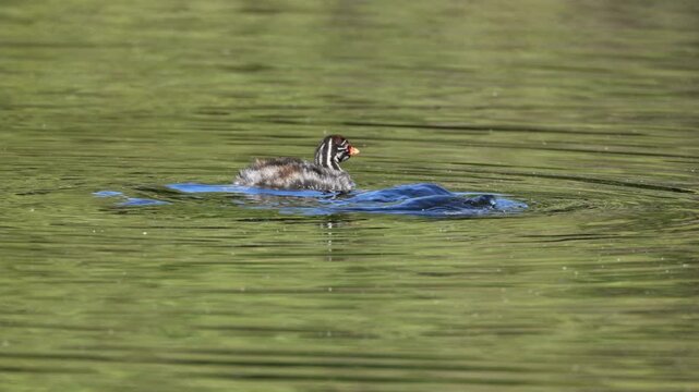 A little grebe (Tachybaptus ruficollis) with chick swimming in a pond, South Africa