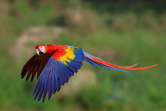 Colorful Scarlet Macaw parrot flying in the forest. Free flying bird