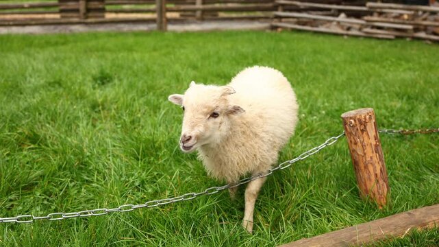 Sheep walks by a wooden post near a fence in a grassy area during a cloudy day