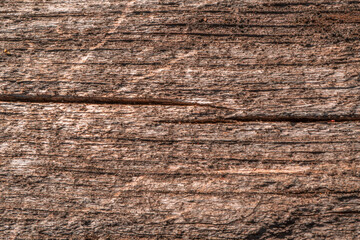 Fototapeta premium Natural Wood Texture Background – Tree Rings, Knots and Bark in Brown, Beige and Gray Tones
