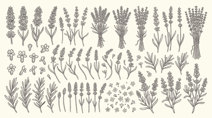A sketch vector set of various plants and flowers in a botanical illustration style © Crushin