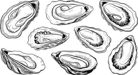 Vintage Oyster Shell Sketch Collection, Hand Drawn Seafood Engraving Vector Isolated Marine Coastal Illustration Bundle © Billal