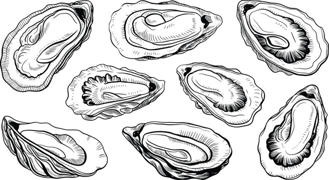 Vintage Oyster Shell Sketch Collection, Hand Drawn Seafood Engraving Vector Isolated Marine Coastal Illustration Bundle