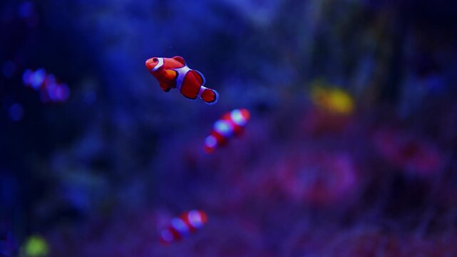 Clownfish Swimming Over Pink Sea Anemone Tentacles in Coral Reef Aquarium