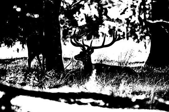 Rotchirsch mit gro&szlig;em Geweih im Wald &ndash; Schwarz-Wei&szlig;-Grafik mit hohem Kontrast
