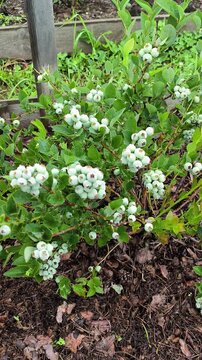 garden blueberries with green berries