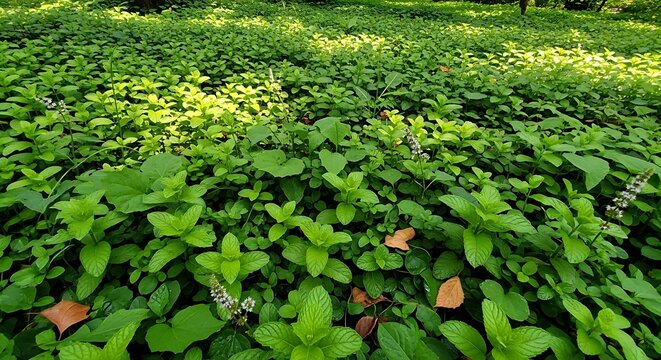 Lush Green Ground Cover with Dense Foliage.