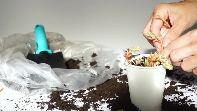Hands placing sedum cutting into prepared soil using wooden stick before firming surrounding substrate. Captures consistent planting method, careful plant handling, and manual propagation practice.