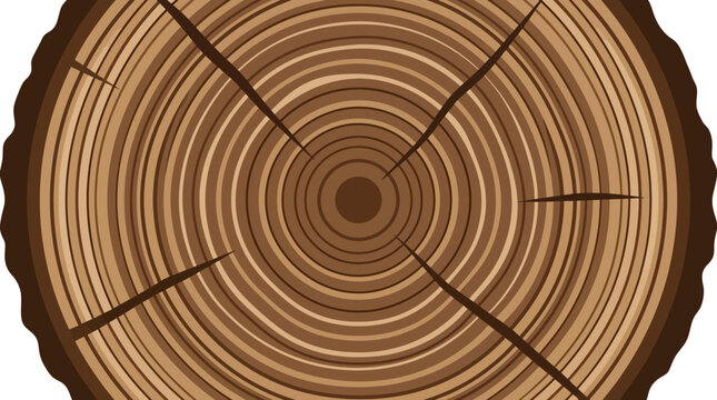 Tree Stump Cross Section.