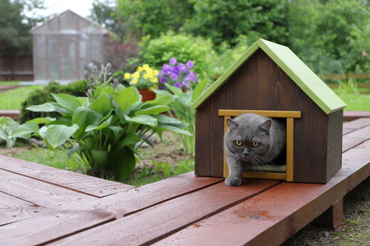 A grey cat is coming out of a pet house, which standing on a wooden pathway in the summer garden. 