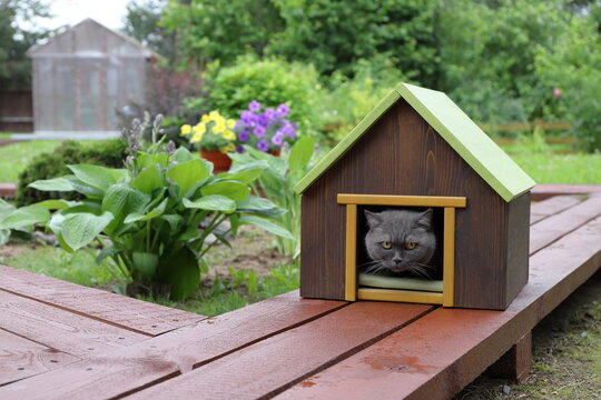 A grey cat is sitting in a pet house, which standing on a wooden pathway in the summer garden.