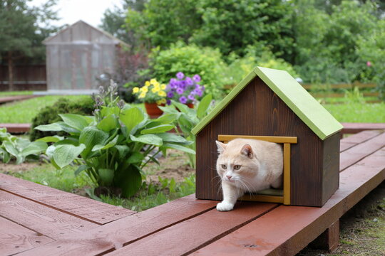 A ginger cat is coming out of a pet house, which standing on a wooden pathway in the summer garden.