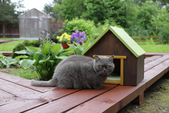 A grey cat is sitting in front of a pet house, which standing on a wooden pathway in the summer garden.