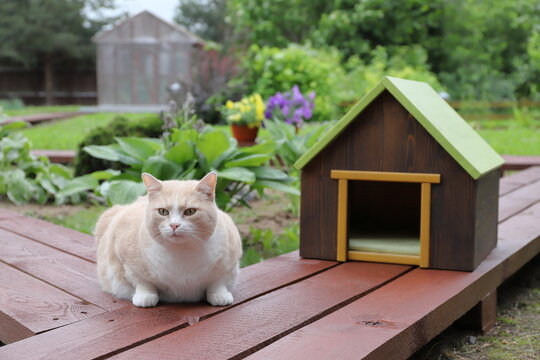 A ginger cat is sitting next to a pet house, which standing on a wooden pathway in the summer garden.