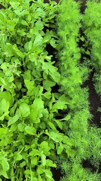 green moss background