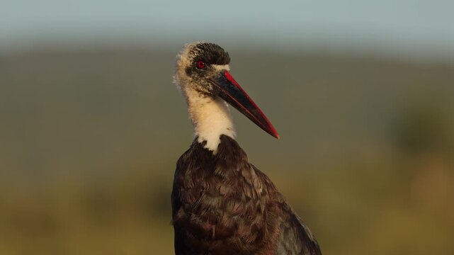 Woolly-necked stork (Ciconia episcopus) portrait in natural habitat, South Africa