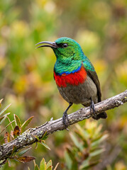 Obraz premium A vibrant male Southern Double-collared Sunbird perched on a branch displaying its dazzling iridescent green head and brilliant scarlet breast.
