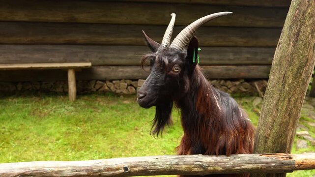 Goat exploring farm area during sunny day with soft grass and wooden fence