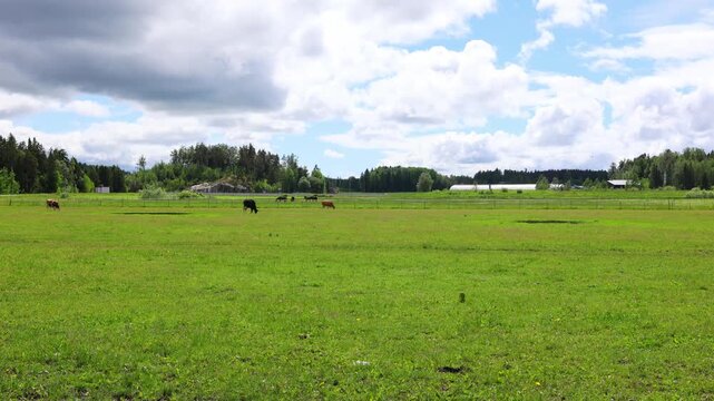 Milk and meat production in agriculture. Cows eating silage. Black and white dairy cows in a herd chew hay. A dairy and meat farm. Milk and meat production in agriculture.