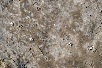 Textured beige sand background with shells, Alberoni, Venice, Italy © 2xwilfinger