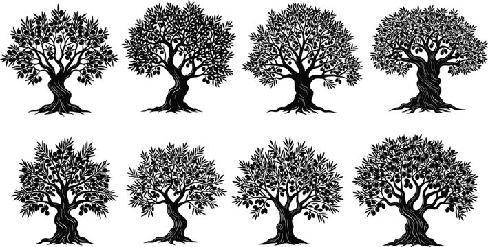 Olive tree silhouette collection with gnarled trunks and lush leaves vector illustration set isolated on white background for mediterranean agriculture design project traditional oil packagingI