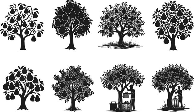 Set of pear tree vector silhouettes with hanging fruits and harvesting farmer icons isolated on white background for graphic design