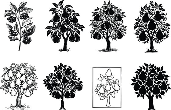 Set of pear tree silhouettes and hand drawn vintage botanical fruit icons black and white vector illustrations isolated on white background