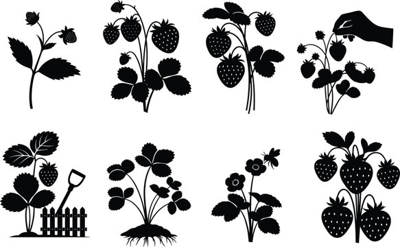 Strawberry silhouette collection featuring garden plants with roots bush leaves ripe berries farming tools and decorative swirls vector illustration set isolated on white background